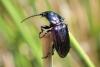 Pterostichus aterrimus
